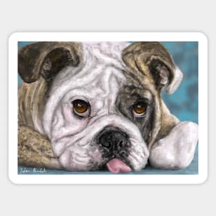 Painting of a brown and white Bulldog lying down with his tongue out Sticker